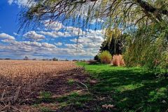 Willow by harvested cornfield