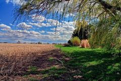 Willow by harvested cornfield