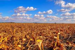 corn-10-10-2020